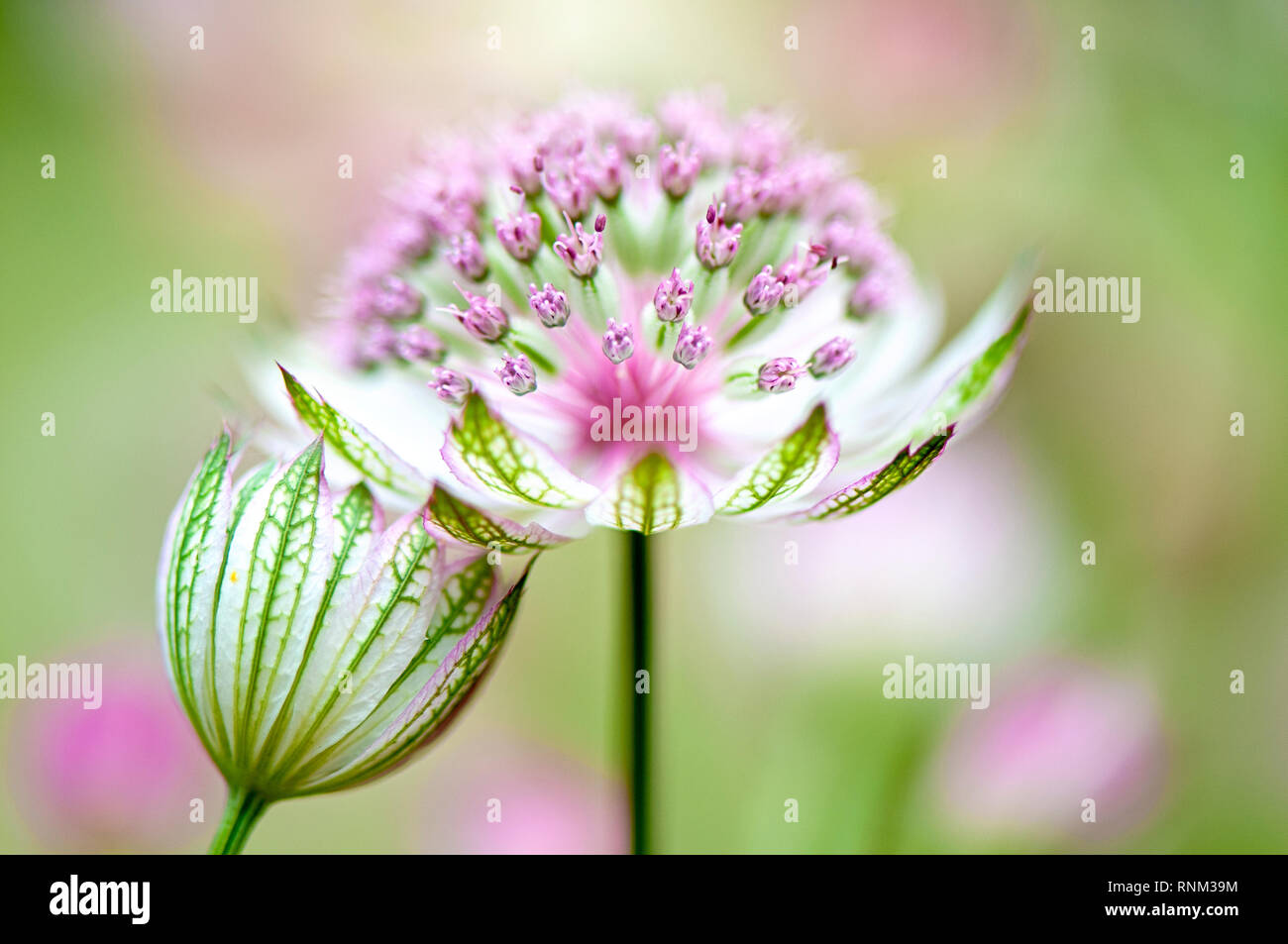 Close- image of the beautiful simmer flowering Astrantia major also known as Masterwort or Hattie’s pincushion Stock Photo