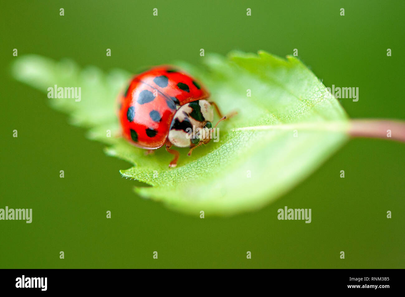 Close-up image of Harmonia axyridis, most commonly known as the harlequin ladybird, multicolored Asian, or simply Asian ladybeetle Stock Photo