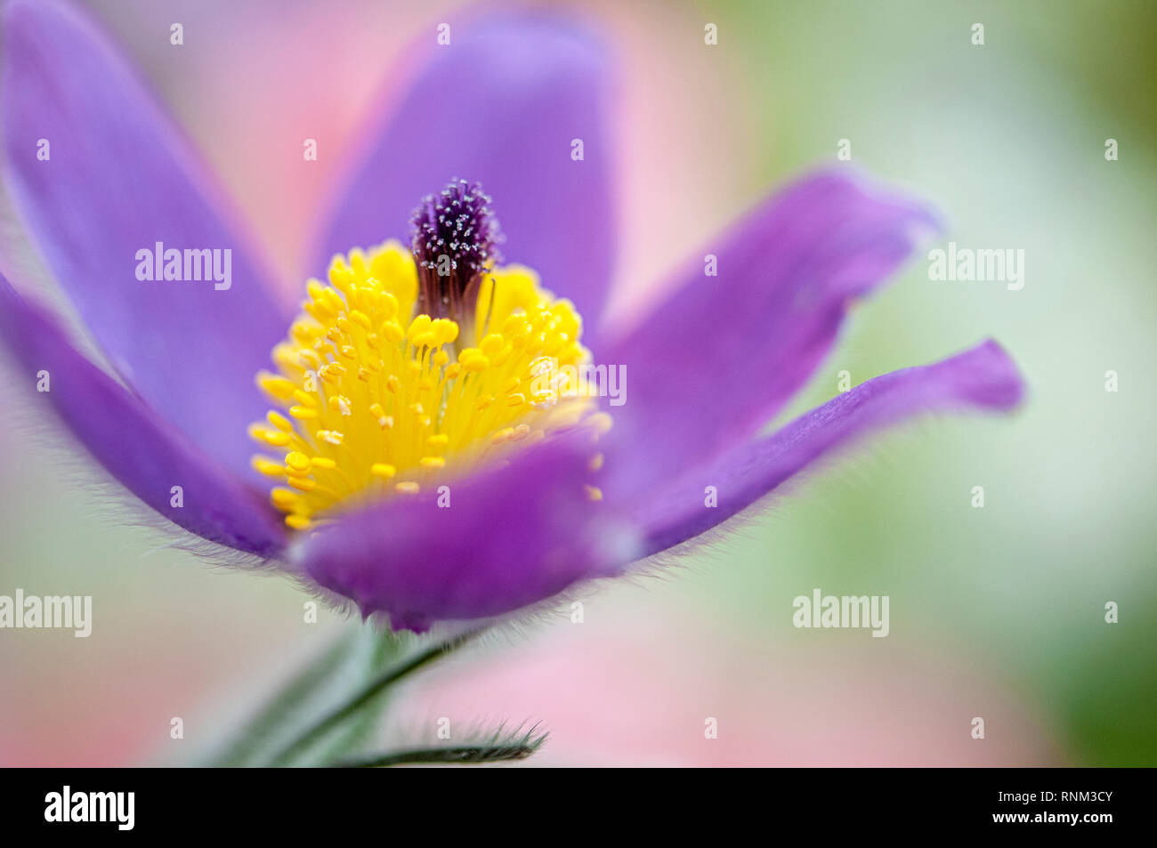 Close-up image of the beautiful spring flowering purple Pasque flower also known as Pasqueflower, wind flower, prairie crocus and Meadow Anemone Stock Photo