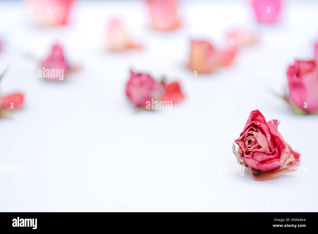 Dried flower still life with rose flowers Stock Photo - Alamy