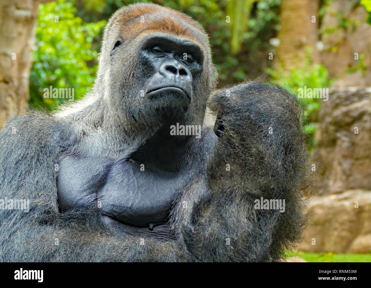 Gorilla betrachtet seine Finger Stock Photo