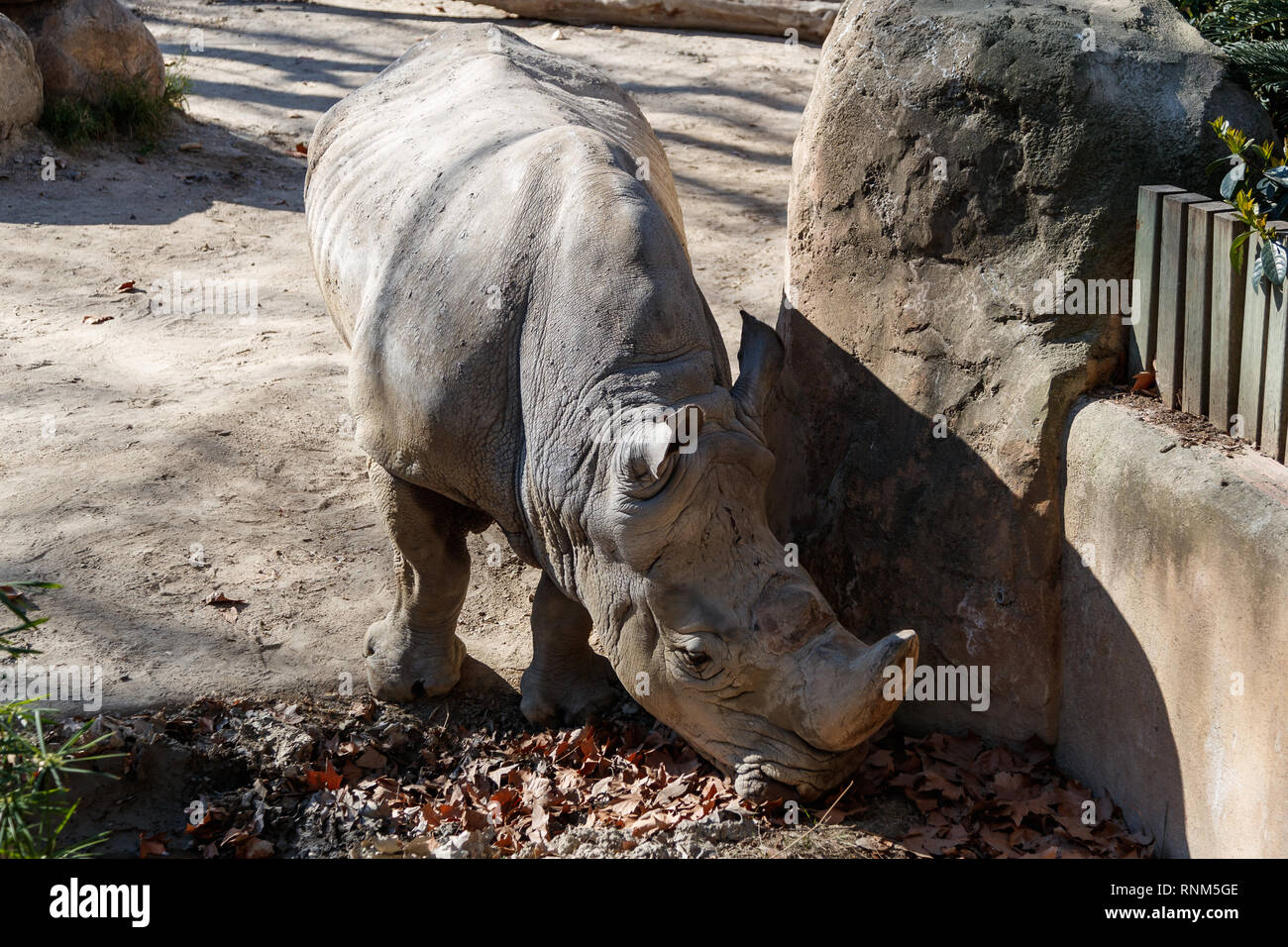 Largest land animal hi-res stock photography and images - Alamy