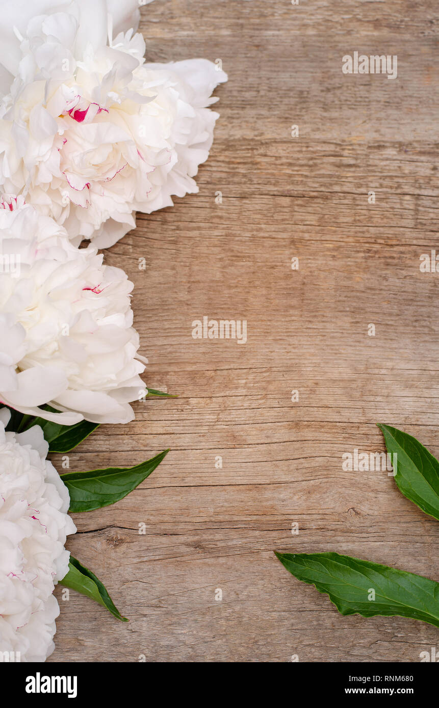 Big white peony flower on wooden background. Stock Photo