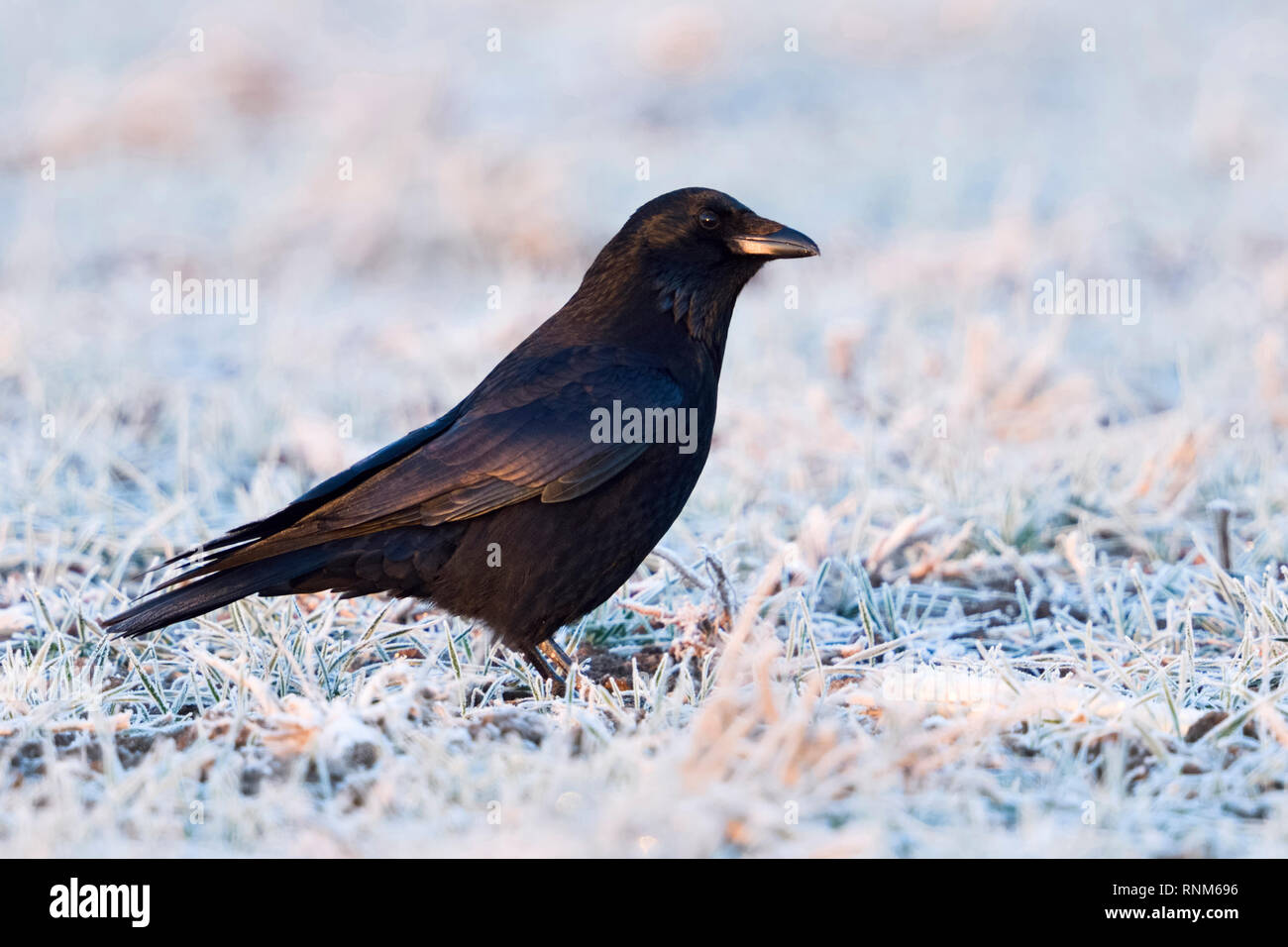 Carrion Crow / Rabenkraehe ( Corvus corone ) in winter, sitting on hoarfrosted farmland, first morning light, shimmering plumage colors, wildlife, Eur Stock Photo