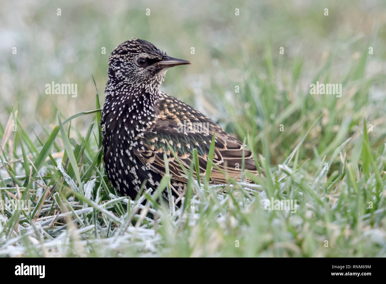 Common Starling / Star ( Sturnus vulgaris ) in winter, sitting in grass on the ground, turning around, watching, wildlife, Europe. Stock Photo