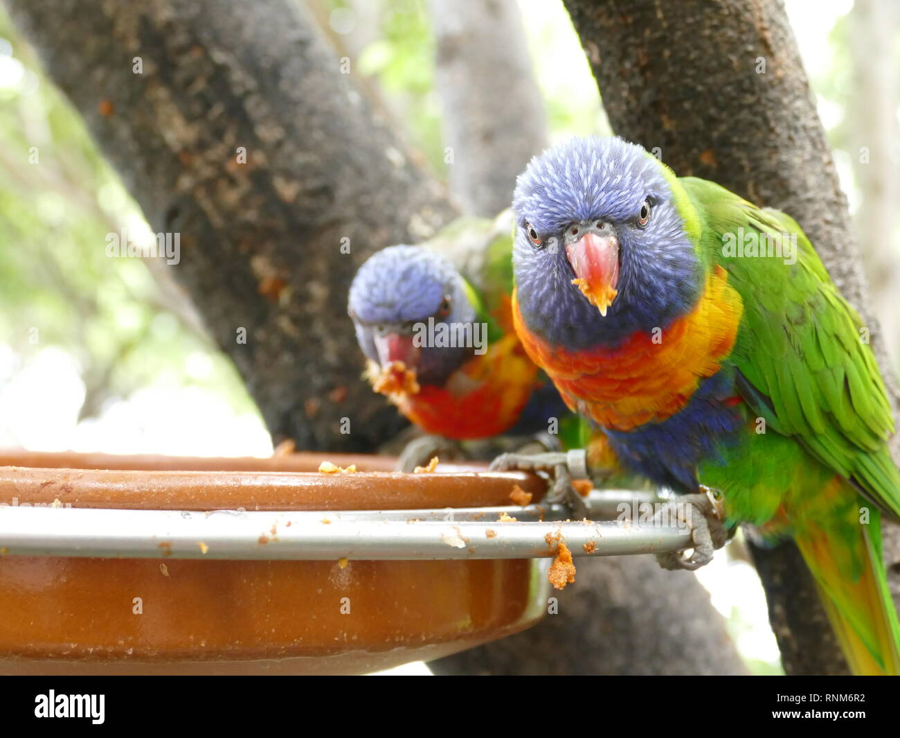 Colorful lori parrot bird close up in Spain Stock Photo - Alamy