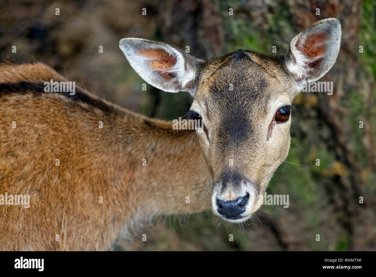 Fallow deer - Dama damas Stock Photo
