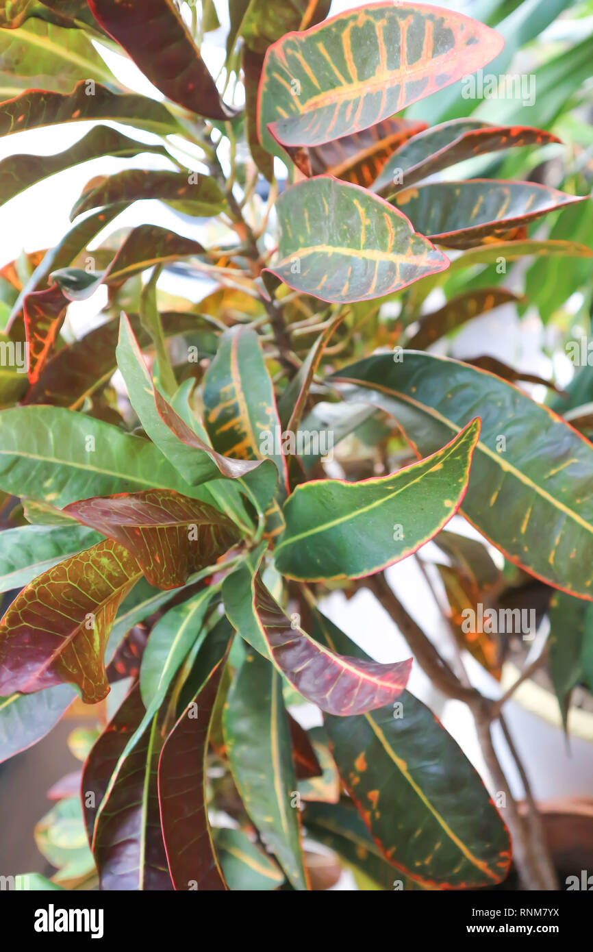 Codiaeum variegatum Blume or Garden Croton plant Stock Photo