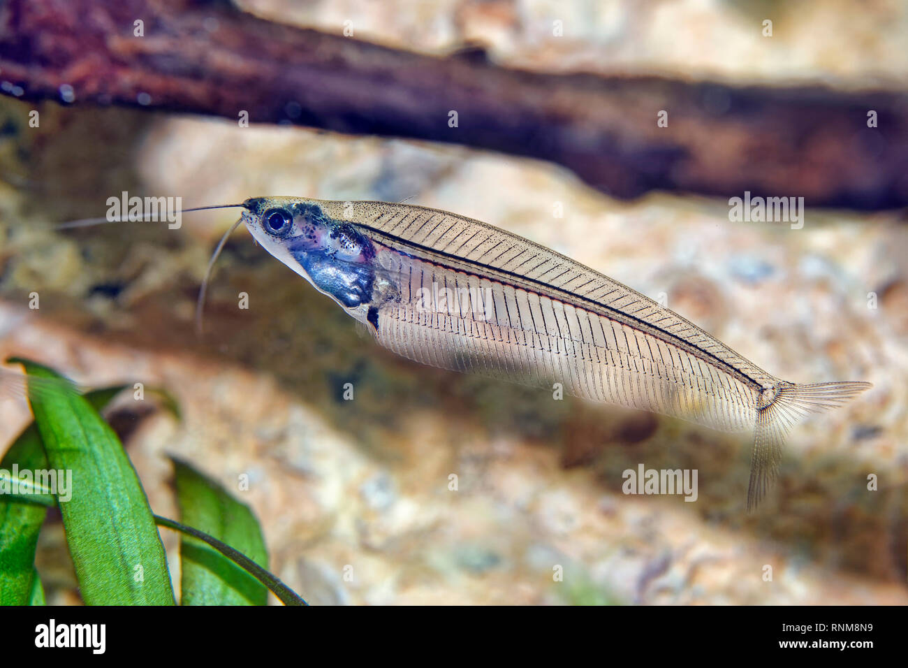 Ghost catfish - Kryptopterus minor Stock Photo