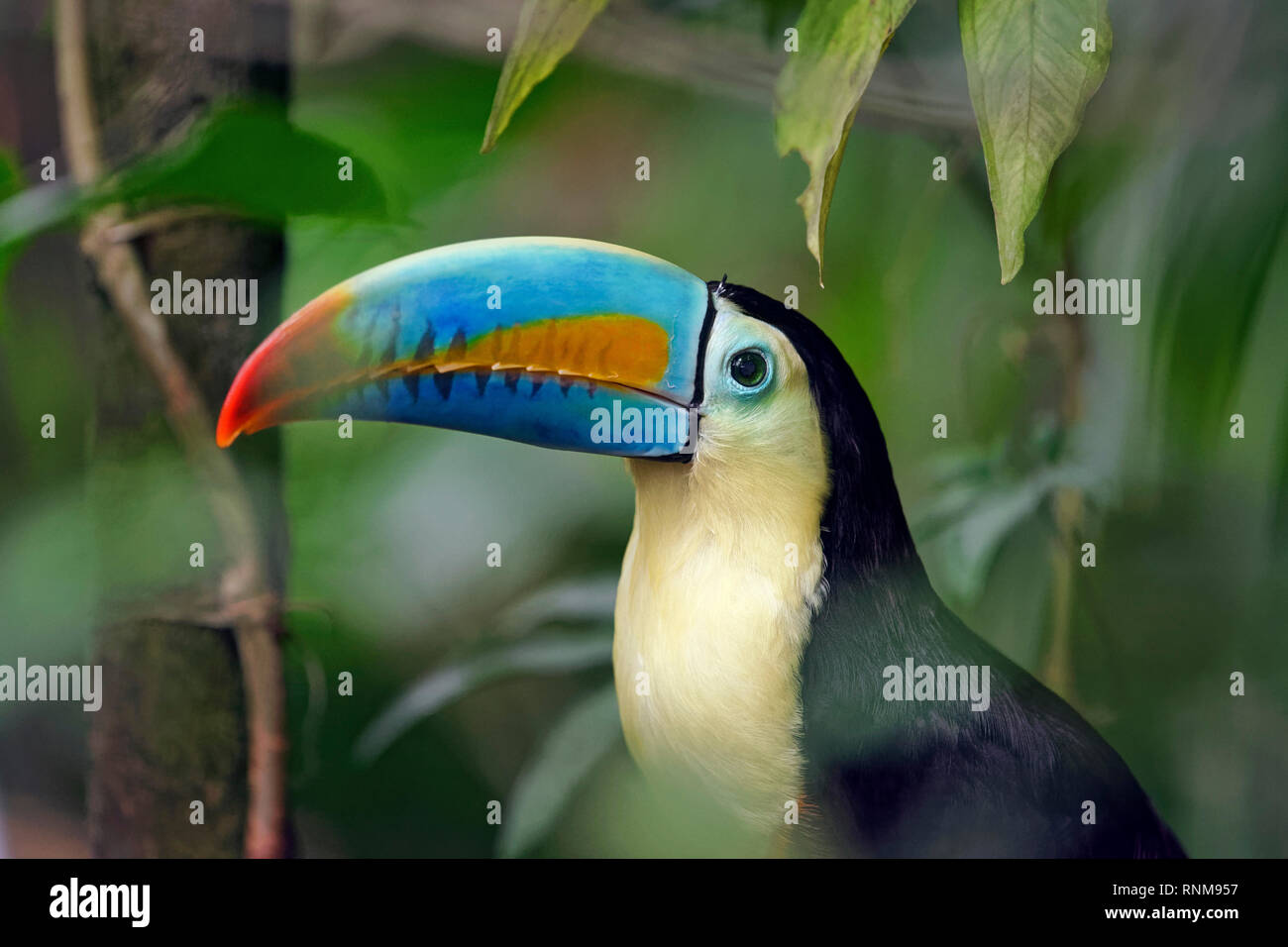 Keel-billed toucan - Ramphastos sulfuratus Stock Photo