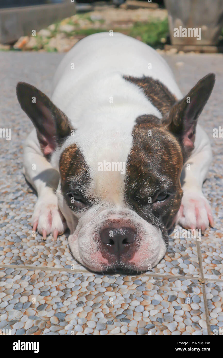 sleepy French bulldog on the floor Stock Photo Alamy
