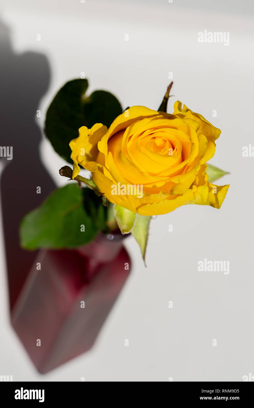 yellow rose in a red vase Stock Photo