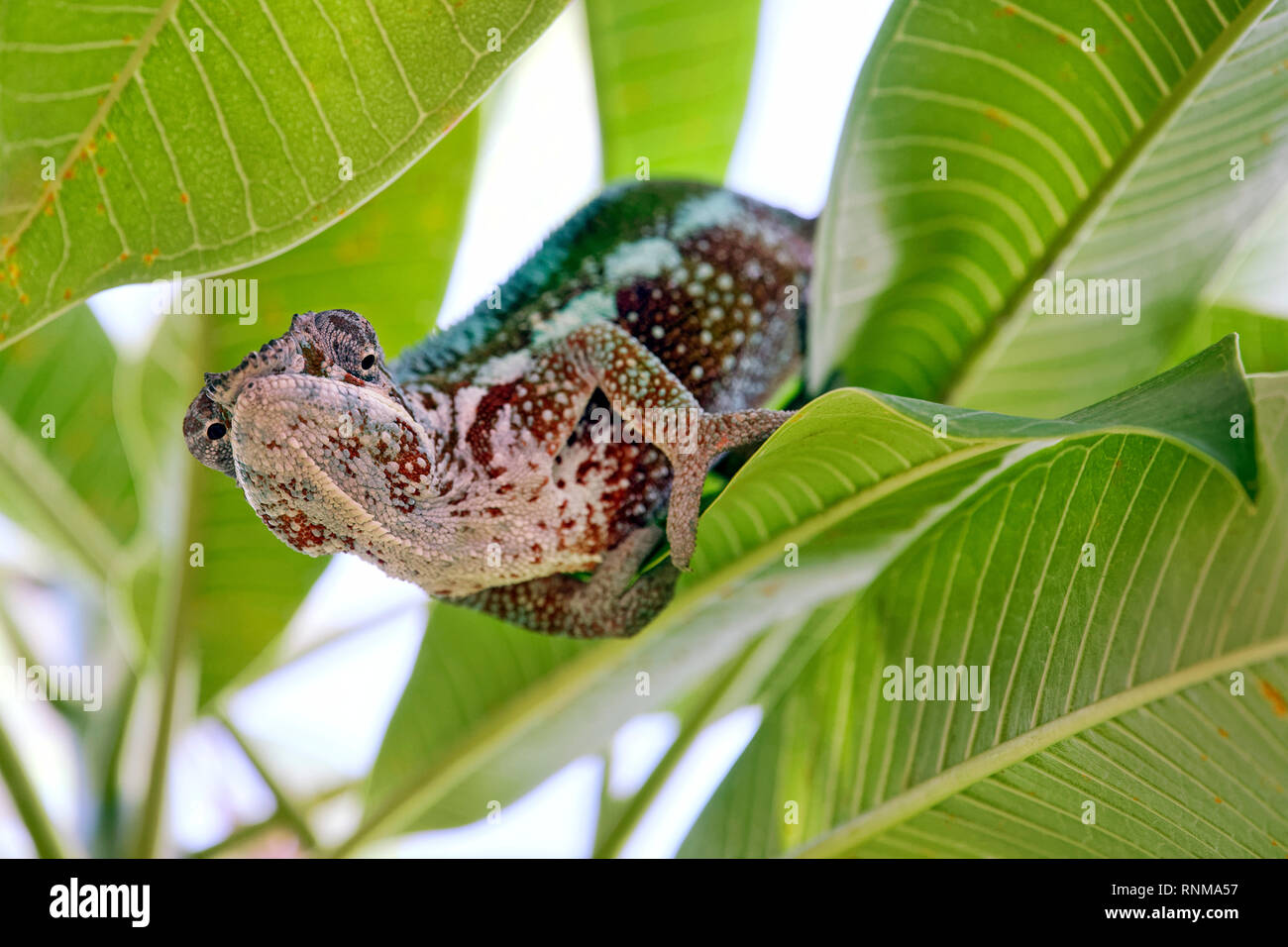 Panther chameleon (male) - Furcifer pardalis Stock Photo