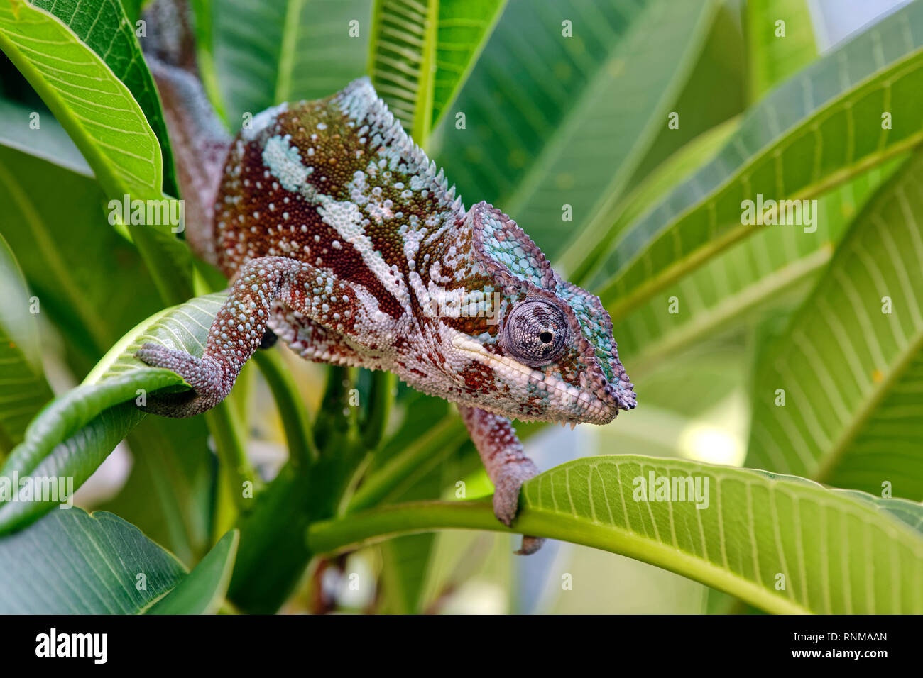 Panther chameleon (male) - Furcifer pardalis Stock Photo
