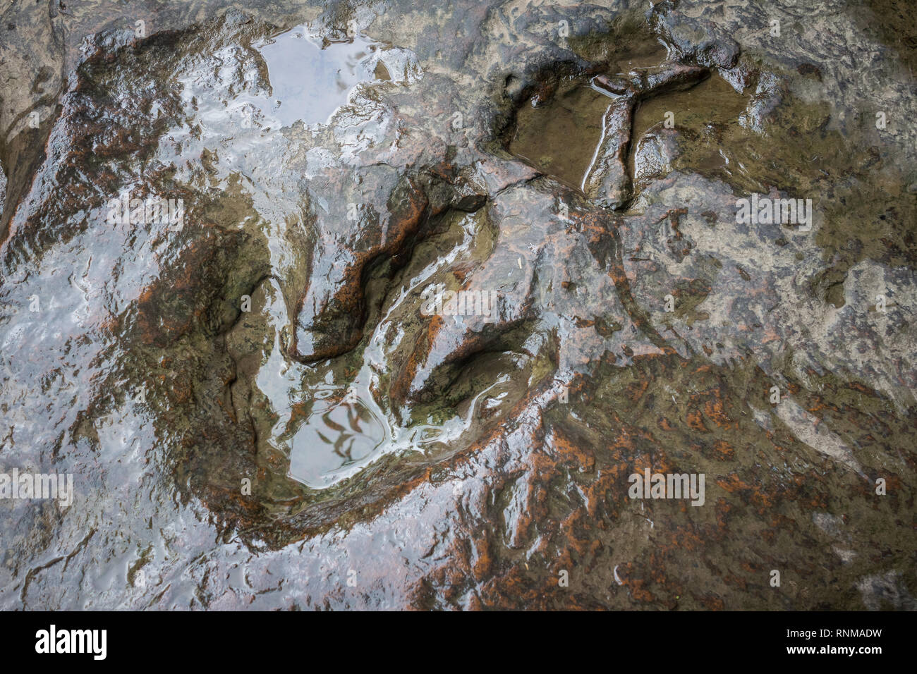 Real dinosaur footprint , Thailand. Stock Photo