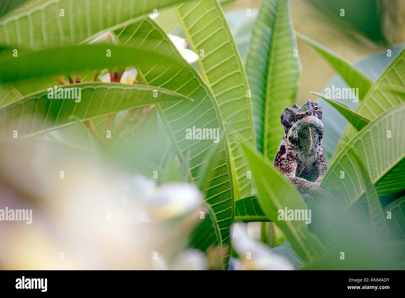 Panther chameleon (male) - Furcifer pardalis Stock Photo