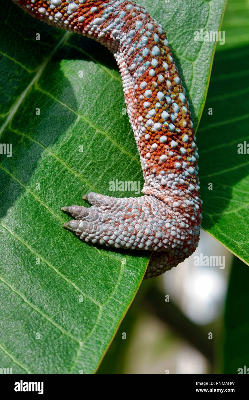 Foot of panther chameleon (male) - Furcifer pardalis Stock Photo