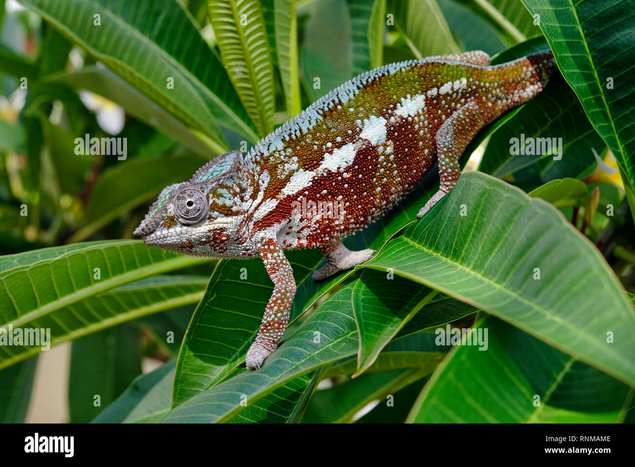 Panther chameleon (male) - Furcifer pardalis Stock Photo