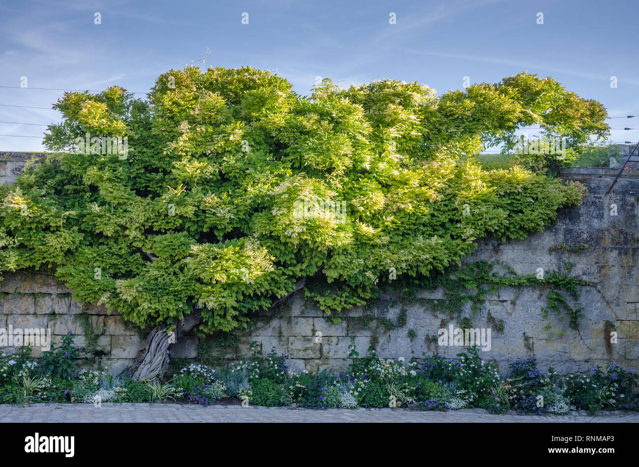 tree in the yard of Amboise castle in France Stock Photo - Alamy