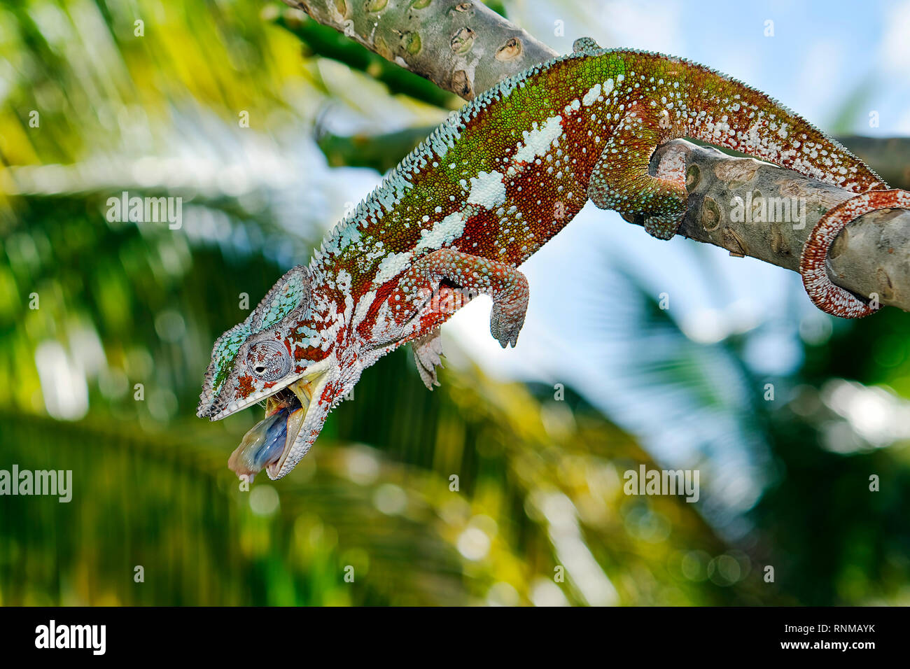 Panther chameleon (male) - Furcifer pardalis Stock Photo