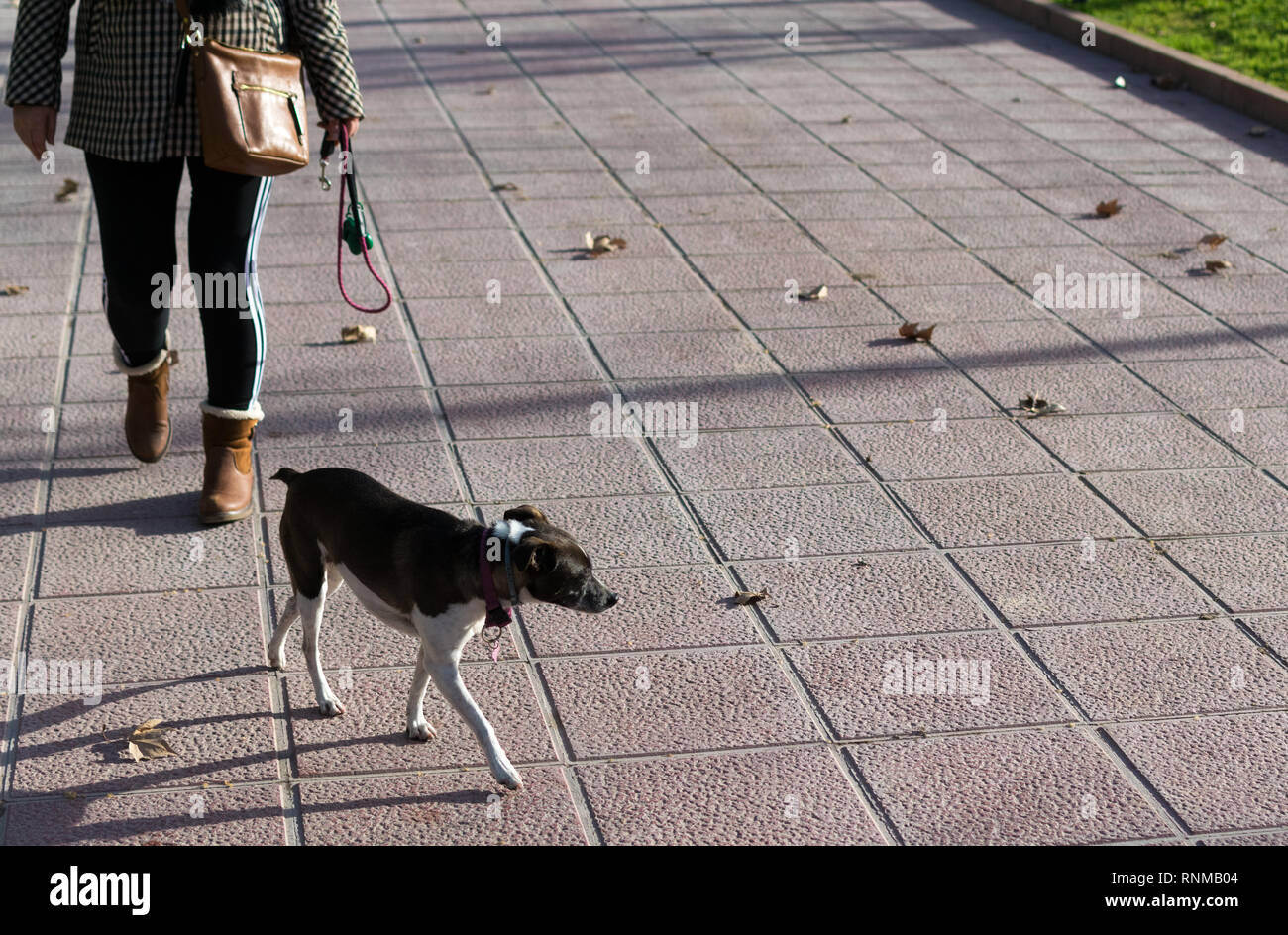 Leash free dog hires stock photography and images Alamy