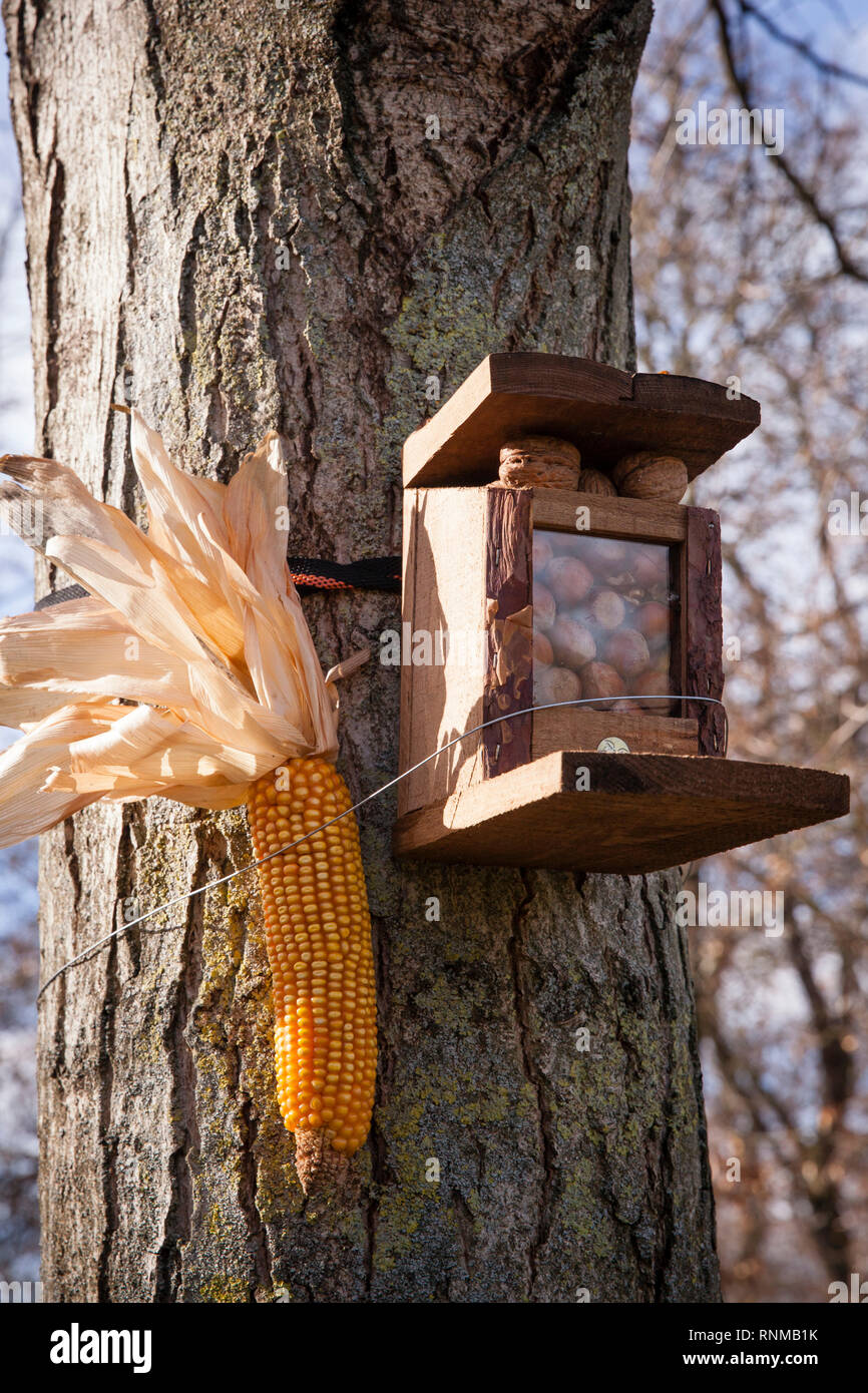 feeder for squirrels in a public park, maize cob and nuts, Cologne, Germany.  Futterstation fuer Eichhoernchen in einem Park, Maiskolben und Nuesse, K Stock Photo