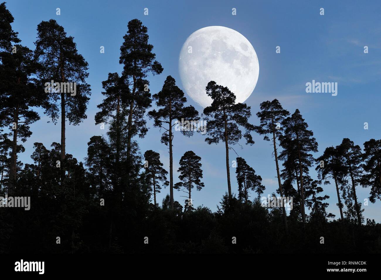 Pine forest with full moon, Baden-Württemberg, Germany Stock Photo