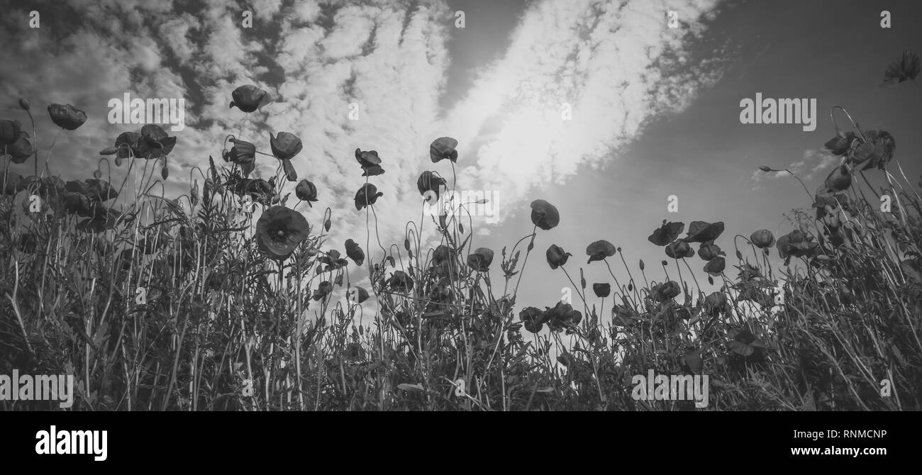 Opium poppy Black and White Stock Photos & Images - Alamy