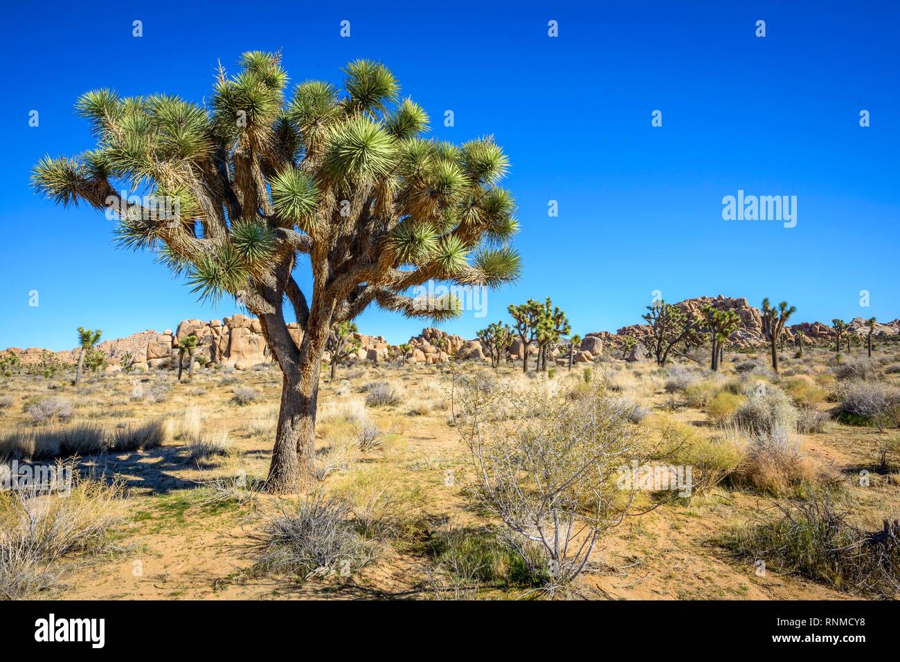 Joshua Tree (Yucca brevifolia), Boy Scout Trail, Joshua Tree National