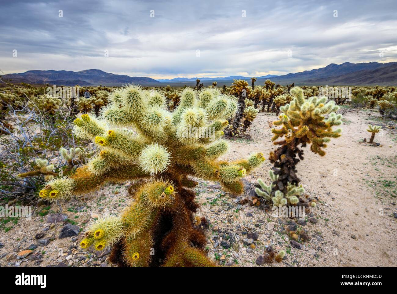 opuntia teddy bear