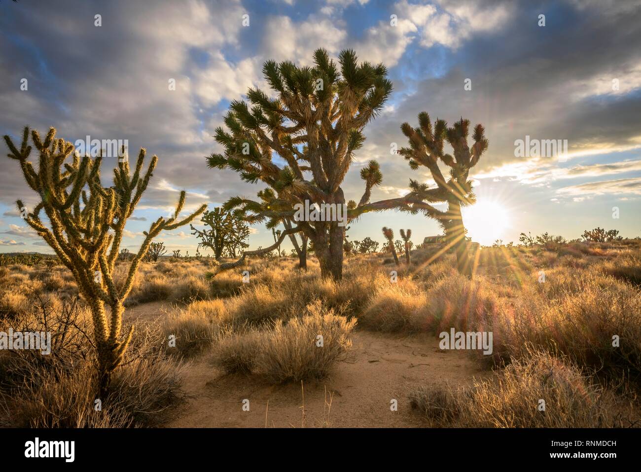 Joshua Trees (Yucca brevifolia) at sunset, Mojave desert, desert landscape, Mojave National