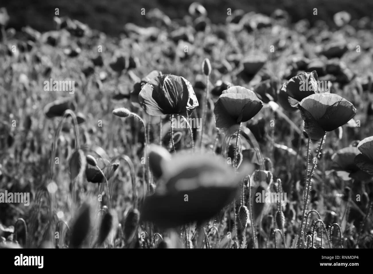 Opium flower field Black and White Stock Photos & Images - Alamy