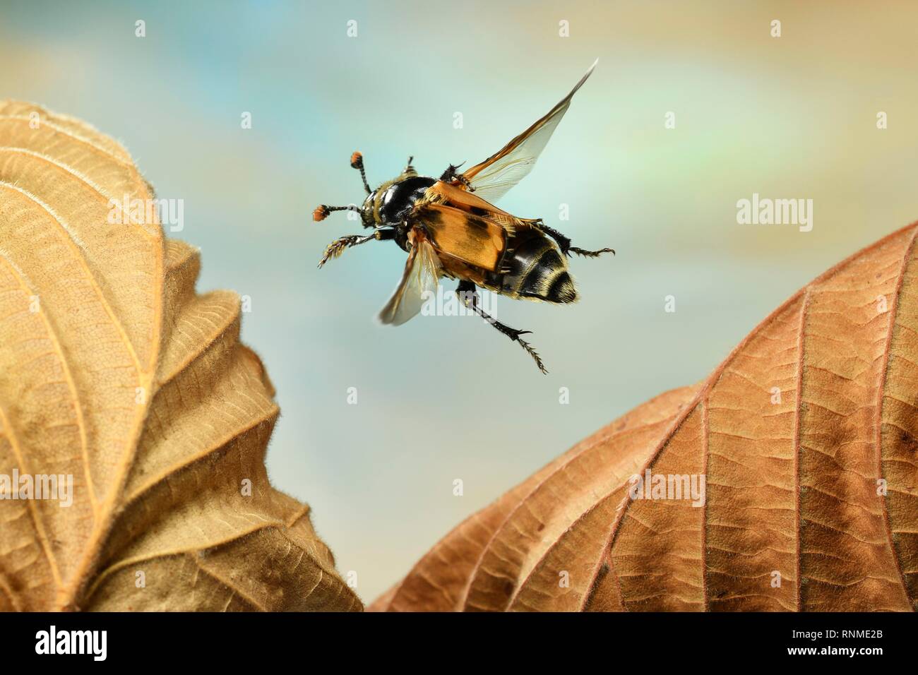 Common sexton beetle (Nicrophorus vespillo) in flight, on dried leaf, Germany Stock Photo