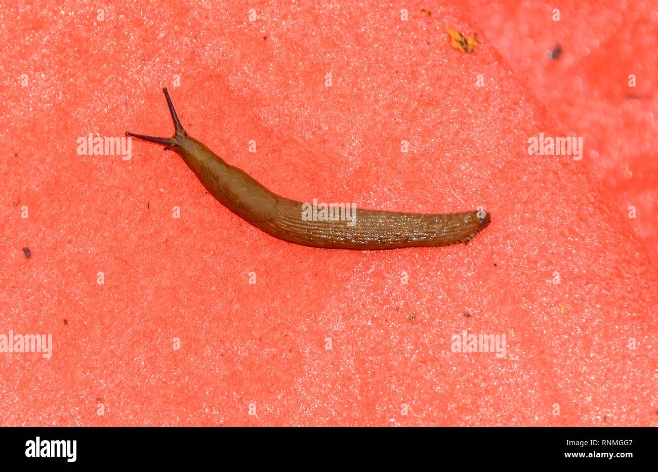 Snail without shell on the ground, open antenas, red background close up. Stock Photo