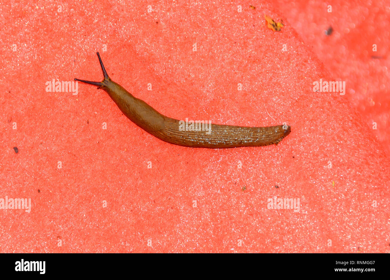 Snail Without A Shell Crossword prntbl concejomunicipaldechinu gov co Snail Without A Shell Crossword prntbl concejomunicipaldechinu gov co