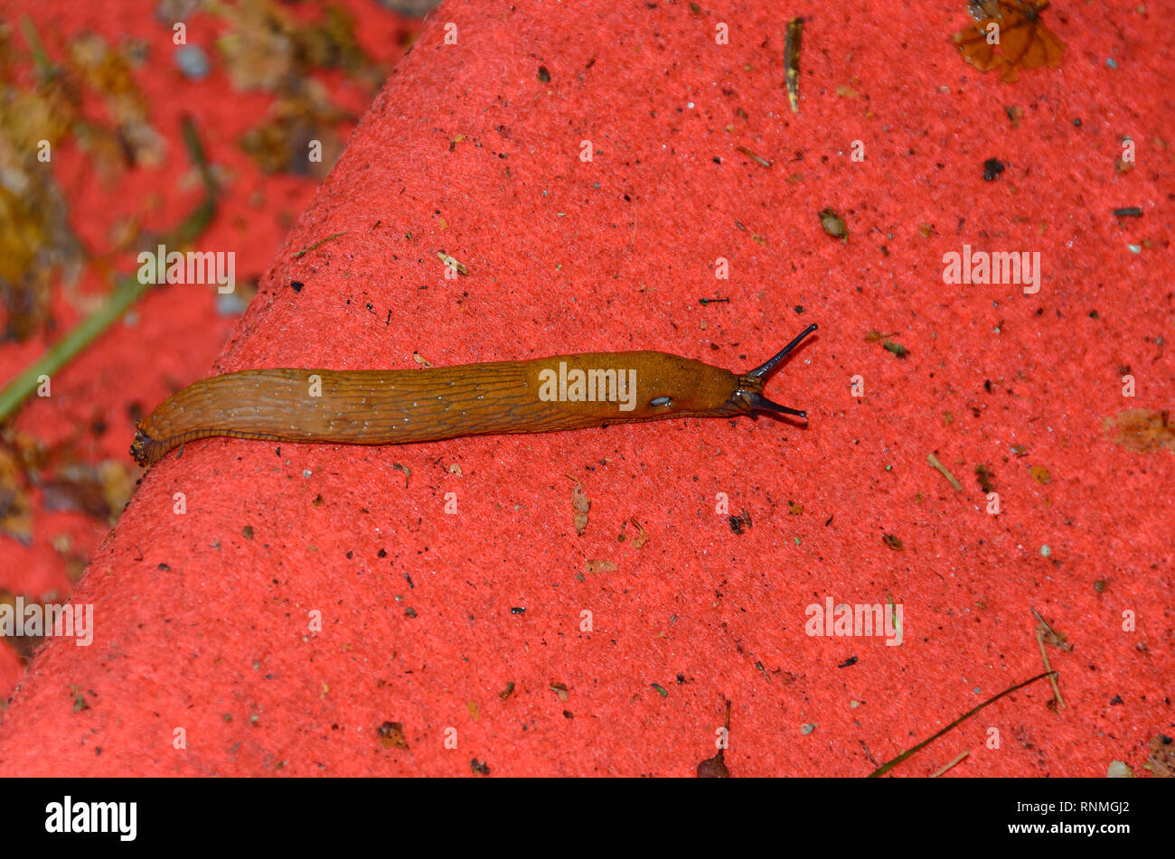 Snail without shell on the ground, open antenas, red background close up. Stock Photo