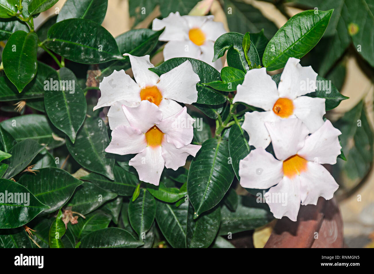 White bush flowers Mandevilla or Dipladenia, close up. Dogbane family, Apocynaceae rocktrumpet