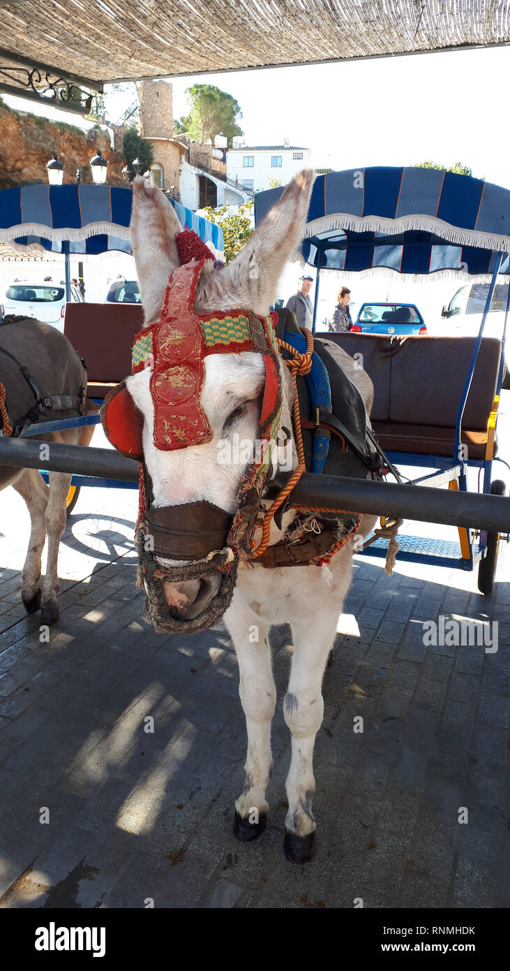 Donkey Taxis take tourists on short rides through the mountain village of Mijas in Andalucia.Authorities are supposed to monitor the animal's welfare Stock Photo