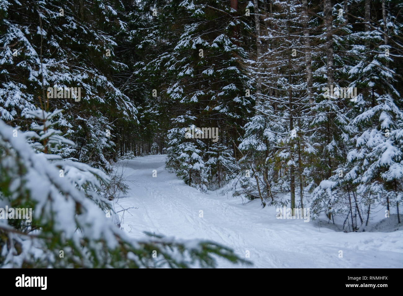 Wonderful winter forest with snow trail Stock Photo