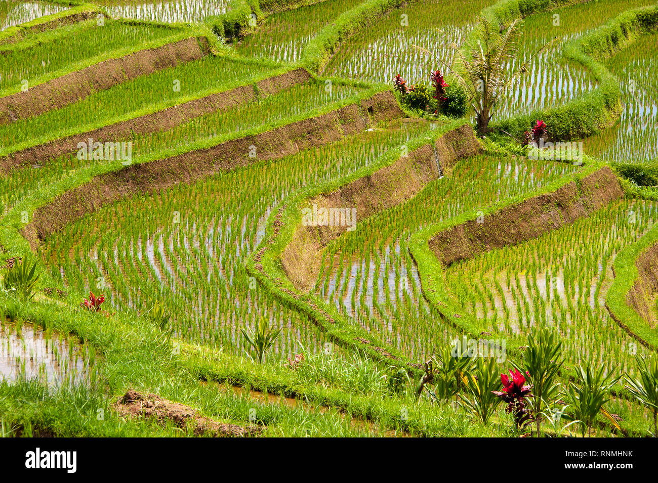 Jatiluwih Rice Terraces, Bali.  Colourful fields of green and red. Contoured terraces newly planted with rice Stock Photo