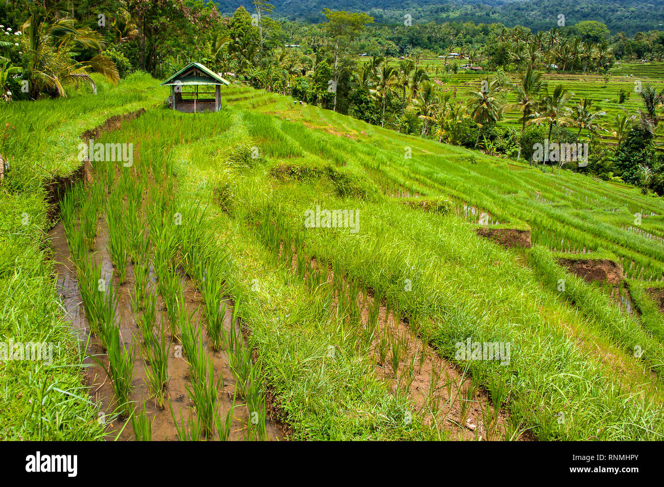 Jatiluwih Rice Terraces, Bali. Indonesia. View to beautiful contoured rice terraces, at the  Tabanan Unesco World Heritage site Stock Photo