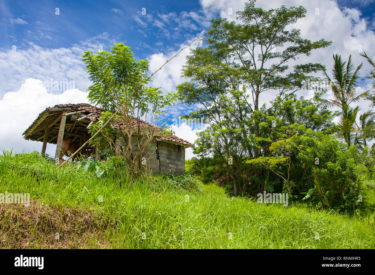 Wild rice growing hires stock photography and images Alamy