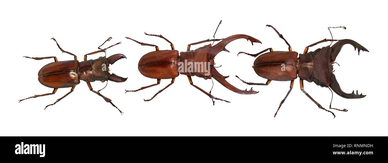 Beetle cyclommatus elaphus, isolated on white. Collection. With clipping path. Stock Photo