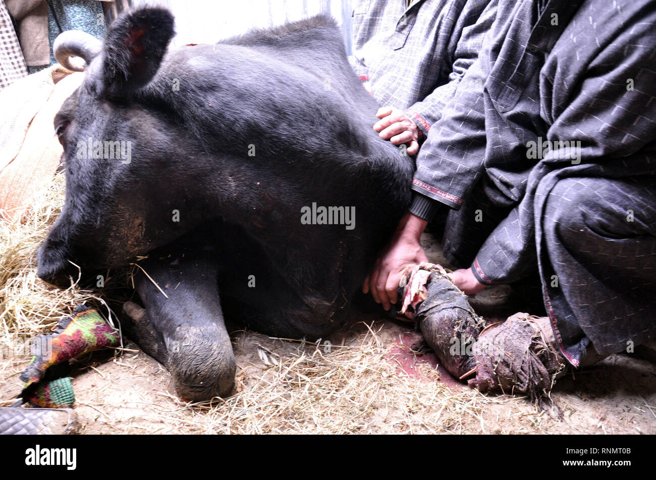 Pulwama, India. 19th Feb, 2019. A nine months pregnant cow lies injured after she was shot with bullet in leg during encounter at Pinglan Pulwama on Monday. Credit: Muneeb Ul Islam/Pacific Press/Alamy Live News Stock Photo