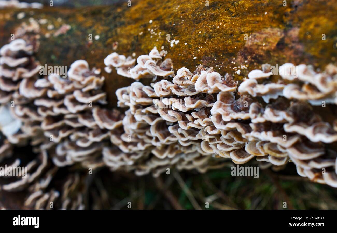 Fungus on a Rotting Tree Stock Photo