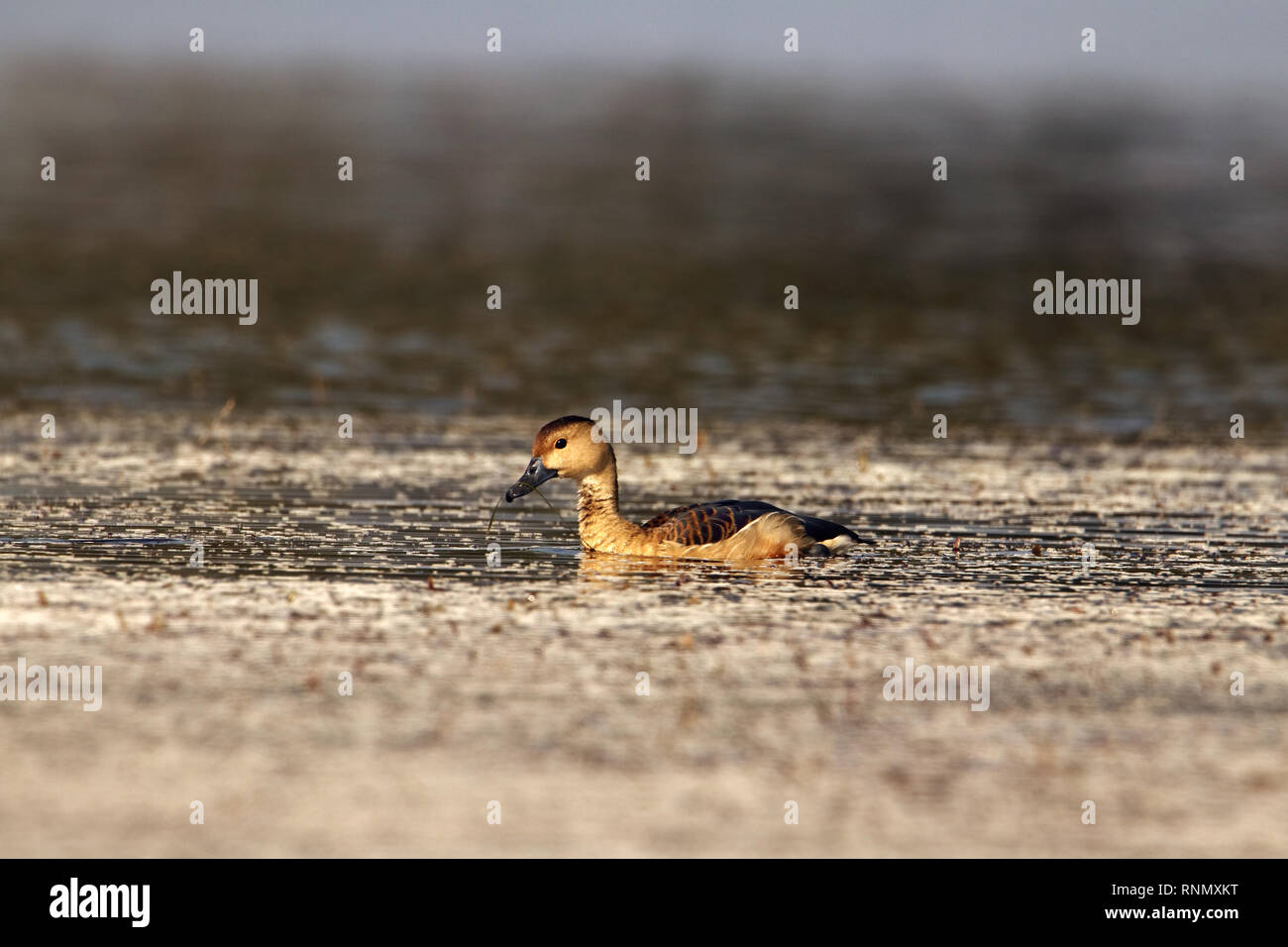 Lesser whistling duck Stock Photo