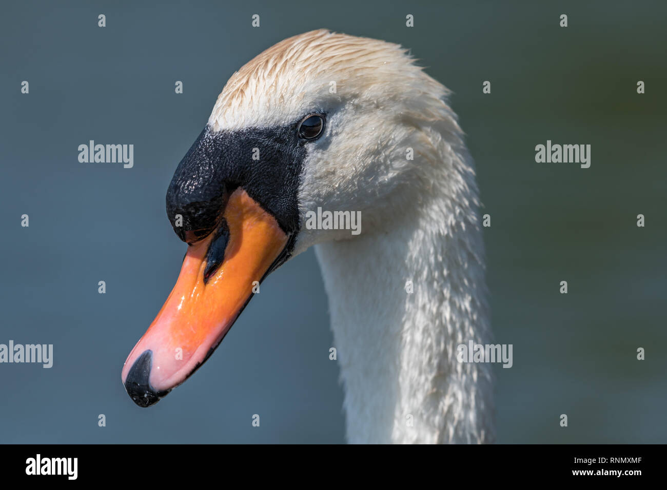 White swan close up of neck and face with a clear  background. Stock Photo