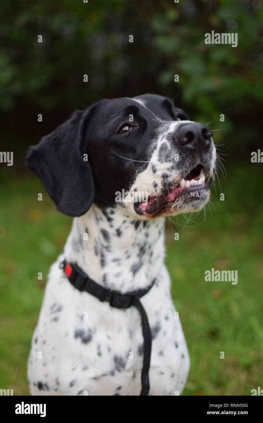 German Shorthaired Pointer Playing Stock Photos German