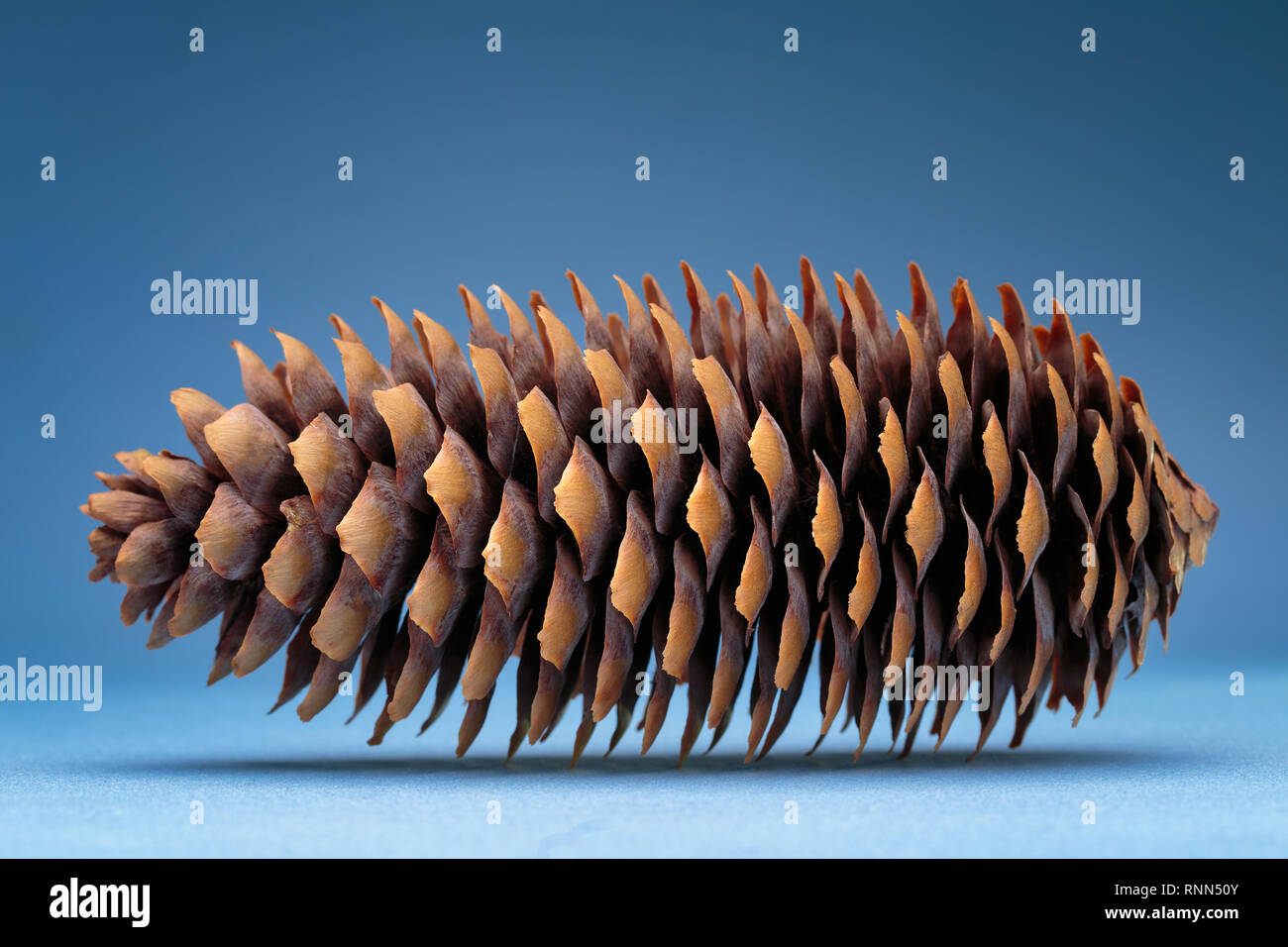 Dry spruce cone on the blue background. Studio photography. Stock Photo