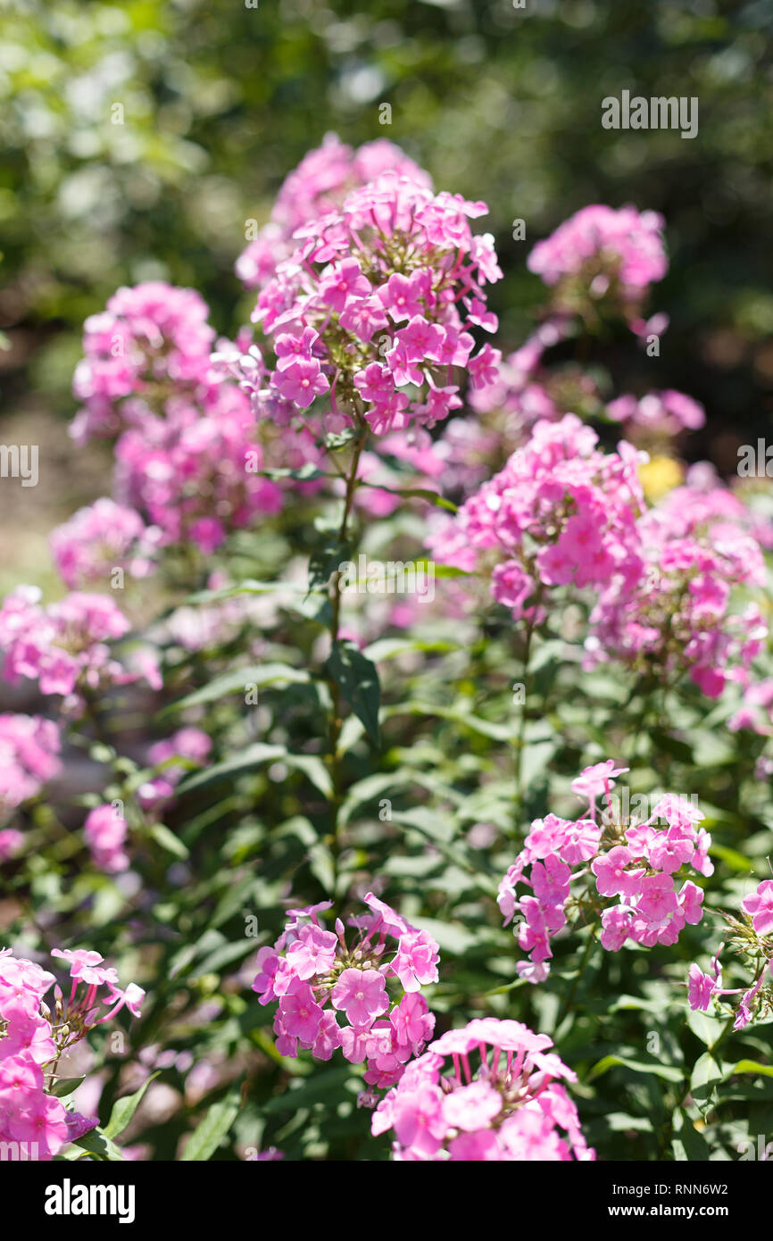 Phlox is blooming in the garden Stock Photo